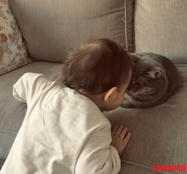 Tekir Kedi, Kedi  Maşa fotoğrafı