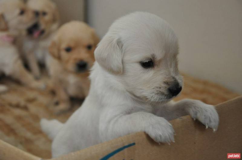 Akbaş, Köpek  Yiğit Daisy Reyis Ve Şanslı fotoğrafı