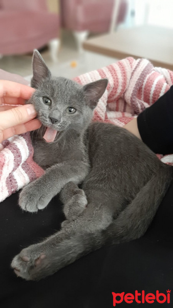 Mavi Rus, Kedi  Gölge fotoğrafı