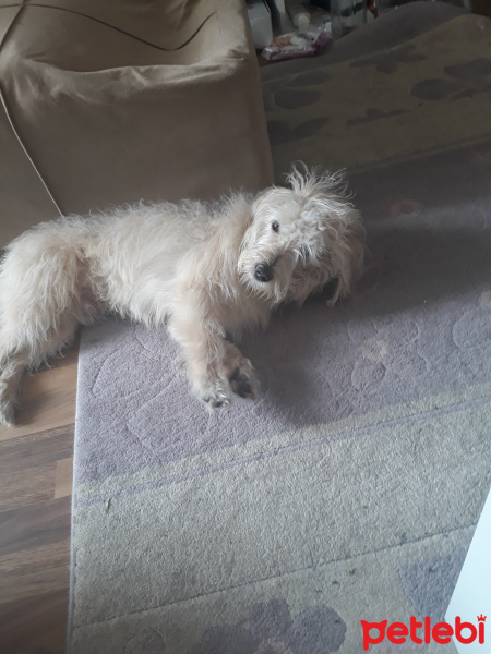 Maltese, Köpek  Bafi fotoğrafı