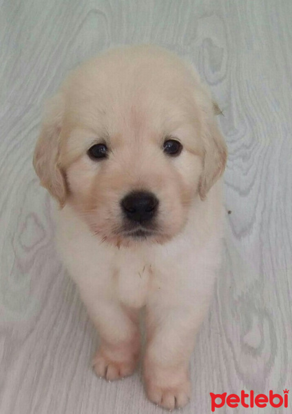 Golden Retriever, Köpek  alf fotoğrafı