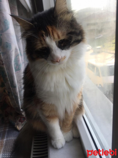 Tekir Kedi, Kedi  Fındık fotoğrafı