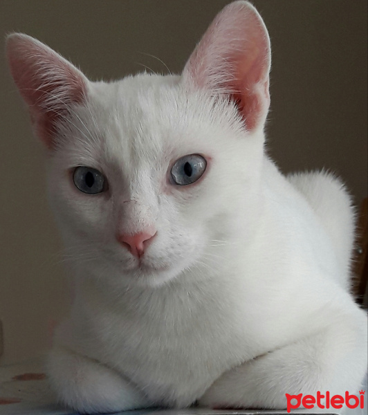 Van Kedisi, Kedi  Oğluş fotoğrafı