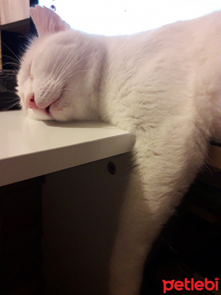 Van Kedisi, Kedi  Oğluş fotoğrafı