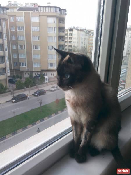 Siyam Kedisi, Kedi  Prenses fotoğrafı