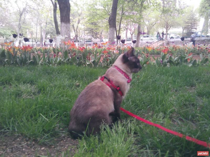 Siyam Kedisi, Kedi  Prenses fotoğrafı