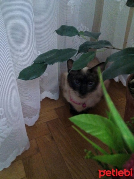 Siyam Kedisi, Kedi  Prenses fotoğrafı