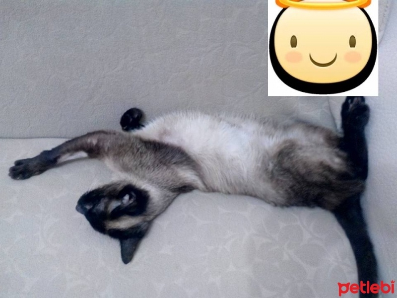Siyam Kedisi, Kedi  Prenses fotoğrafı