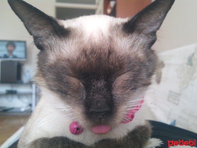 Siyam Kedisi, Kedi  Prenses fotoğrafı