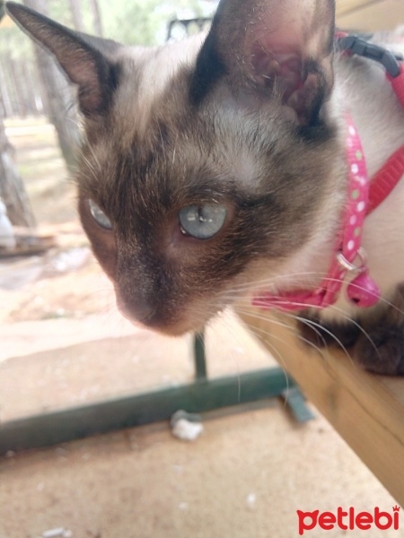 Siyam Kedisi, Kedi  Prenses fotoğrafı
