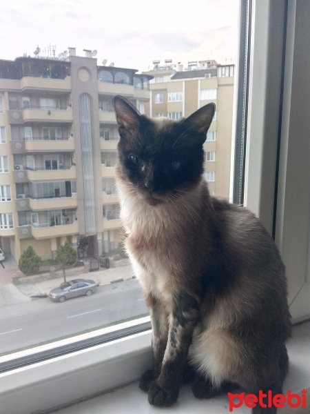Siyam Kedisi, Kedi  Prenses fotoğrafı