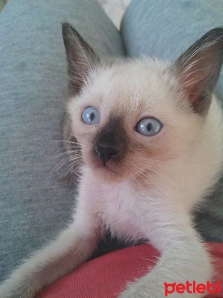 Siyam Kedisi, Kedi  Prenses fotoğrafı
