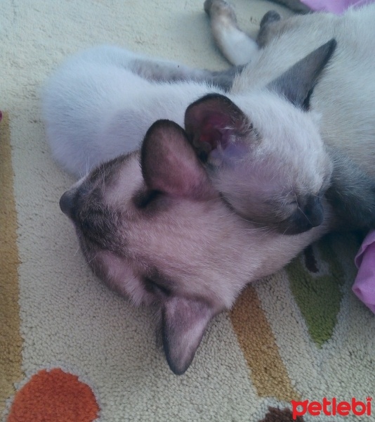 Siyam Kedisi, Kedi  Prenses fotoğrafı