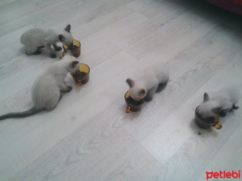 Siyam Kedisi, Kedi  Prenses fotoğrafı