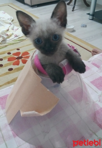 Siyam Kedisi, Kedi  Prenses fotoğrafı