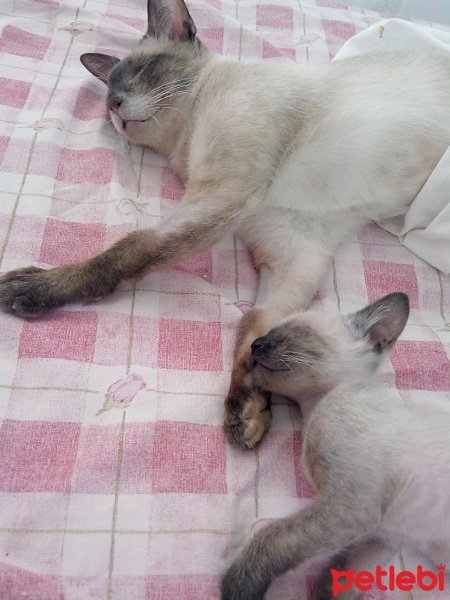 Siyam Kedisi, Kedi  Prenses fotoğrafı