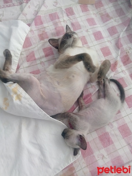 Siyam Kedisi, Kedi  Prenses fotoğrafı