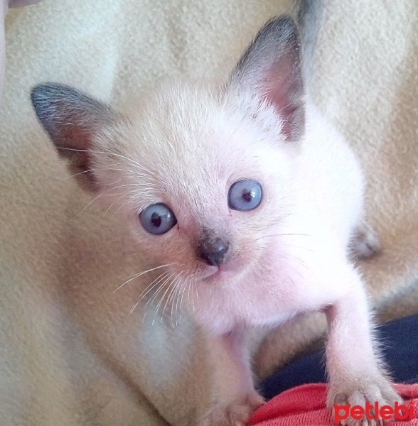 Siyam Kedisi, Kedi  Prenses fotoğrafı