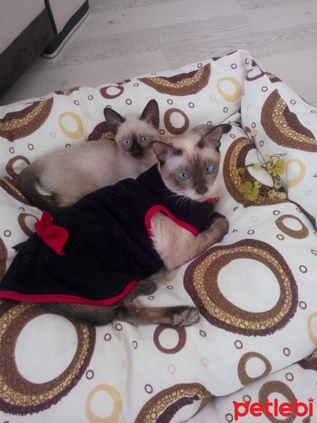 Siyam Kedisi, Kedi  Prenses fotoğrafı
