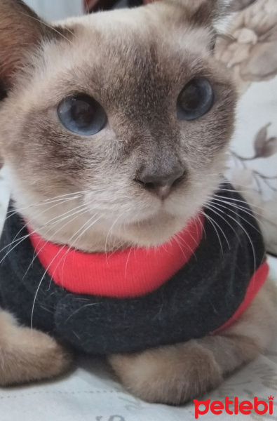 Siyam Kedisi, Kedi  Prenses fotoğrafı