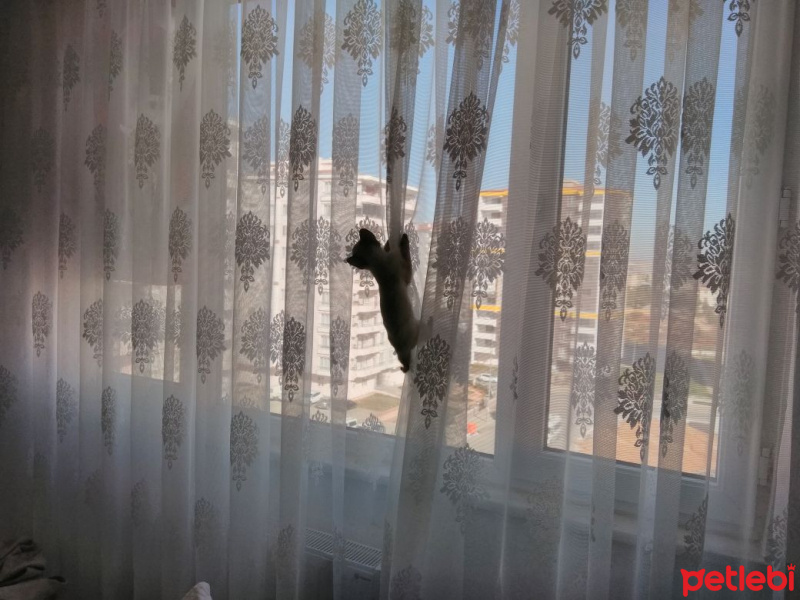 Siyam Kedisi, Kedi  Prenses fotoğrafı