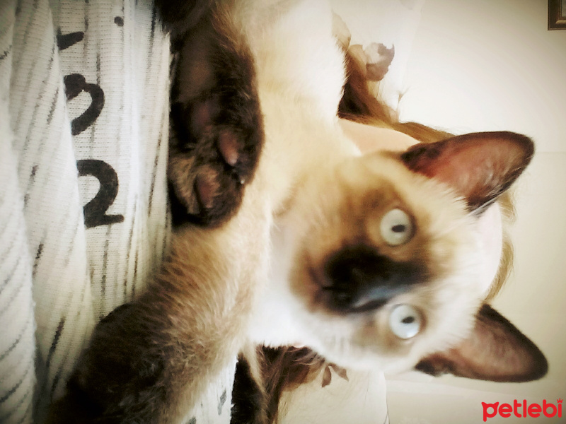 Siyam Kedisi, Kedi  Prenses fotoğrafı