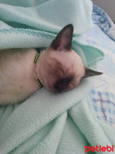 Siyam Kedisi, Kedi  Prenses fotoğrafı