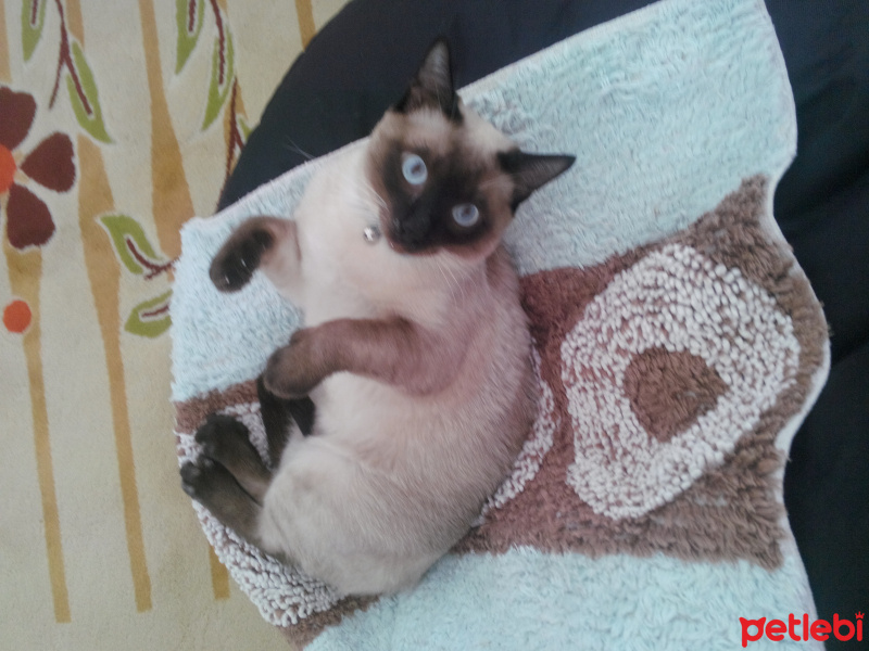 Siyam Kedisi, Kedi  Prenses fotoğrafı