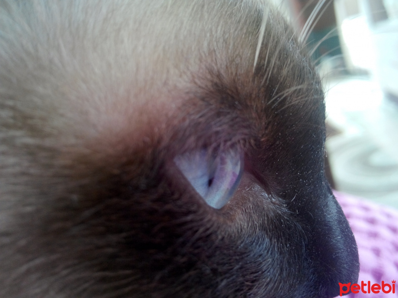 Siyam Kedisi, Kedi  Prenses fotoğrafı