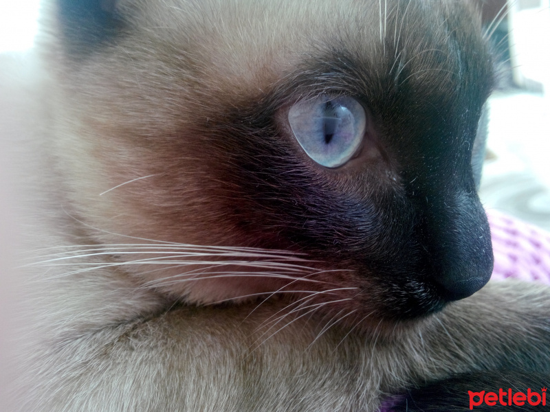 Siyam Kedisi, Kedi  Prenses fotoğrafı