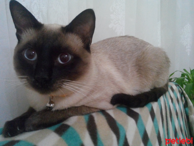 Siyam Kedisi, Kedi  Prenses fotoğrafı