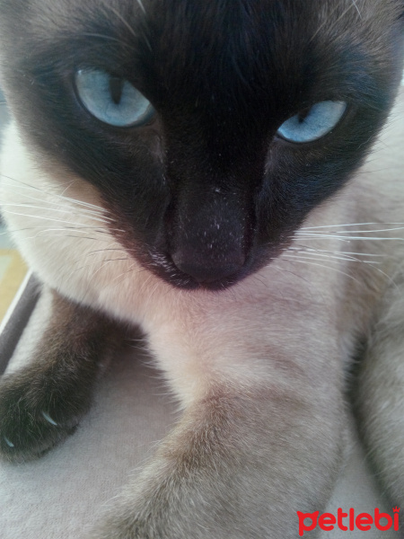 Siyam Kedisi, Kedi  Prenses fotoğrafı