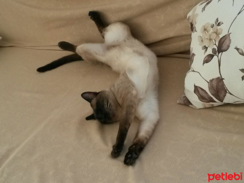Siyam Kedisi, Kedi  Prenses fotoğrafı