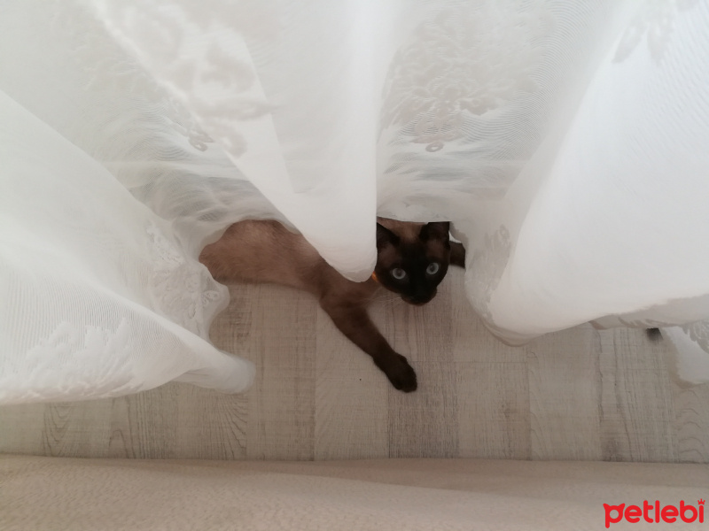 Siyam Kedisi, Kedi  Prenses fotoğrafı