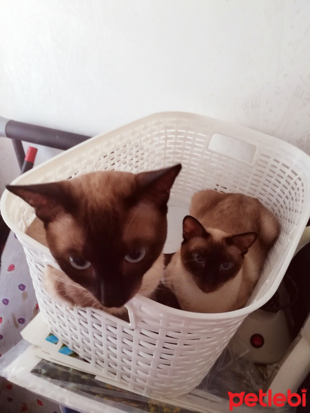 Siyam Kedisi, Kedi  Prenses fotoğrafı