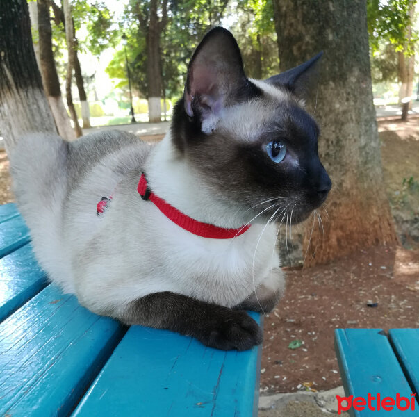 Siyam Kedisi, Kedi  Prenses fotoğrafı