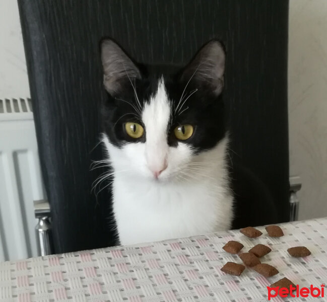 Siyam Kedisi, Kedi  Prenses fotoğrafı