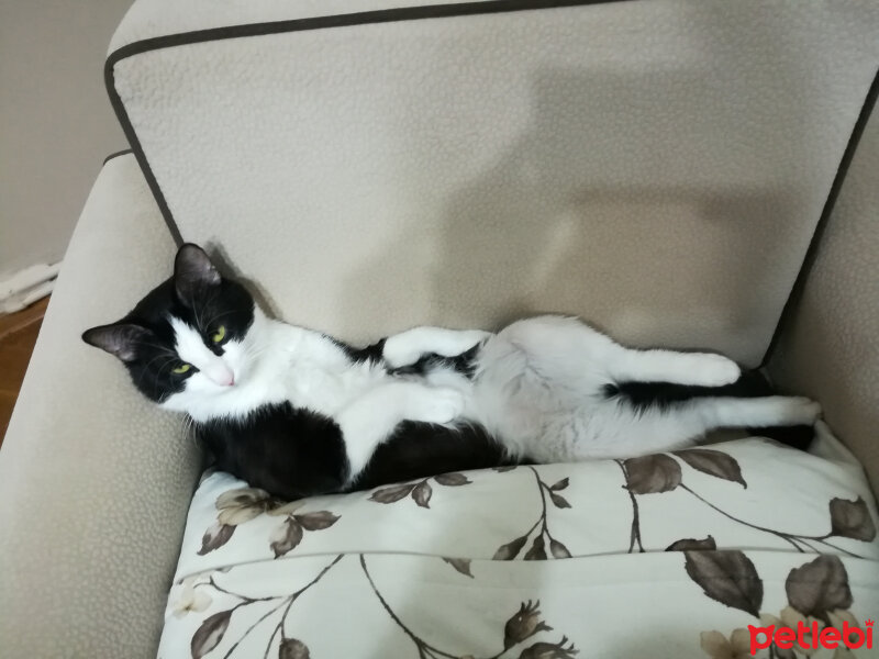 Siyam Kedisi, Kedi  Prenses fotoğrafı