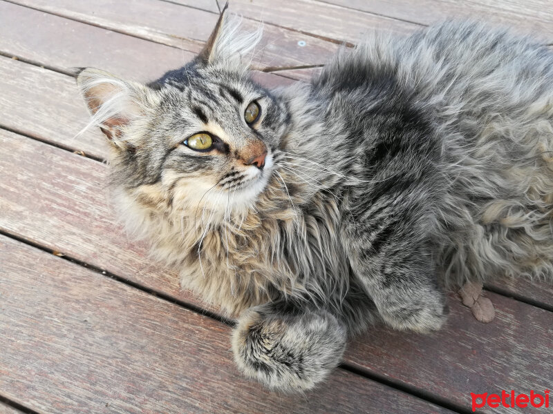 Siyam Kedisi, Kedi  Prenses fotoğrafı