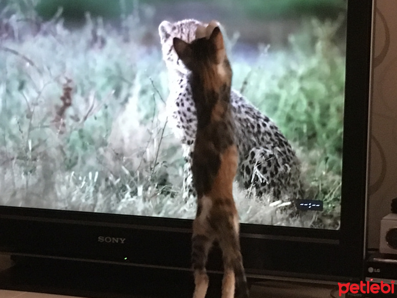 Tekir Kedi, Kedi  Aliki fotoğrafı
