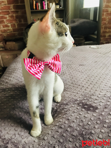 Tekir Kedi, Kedi  Keşkül fotoğrafı