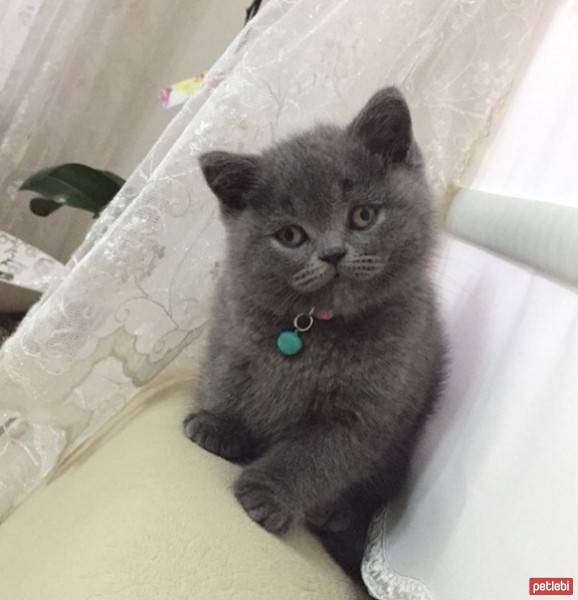 British Shorthair, Kedi  Minnoş fotoğrafı