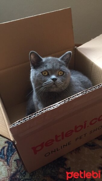 British Shorthair, Kedi  Minnoş fotoğrafı