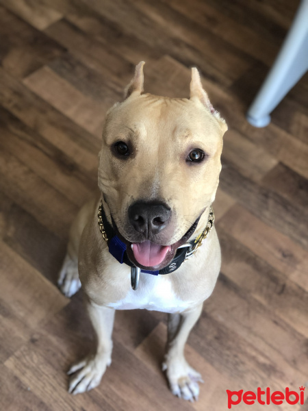 Amerikan Pitbull Terrier, Köpek  Odin fotoğrafı