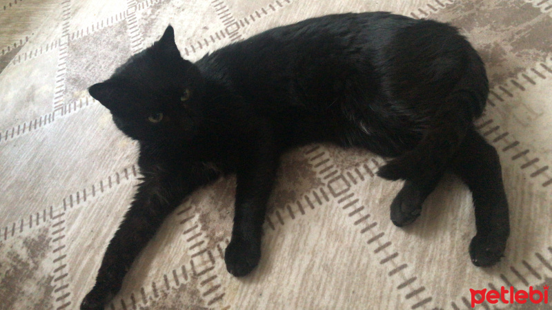 Tekir Kedi, Kedi  Karam fotoğrafı