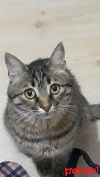 Tekir Kedi, Kedi  Nunu fotoğrafı