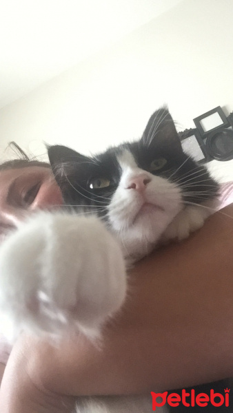 Tuxedo (Smokin) Kedi, Kedi  Babyshe fotoğrafı