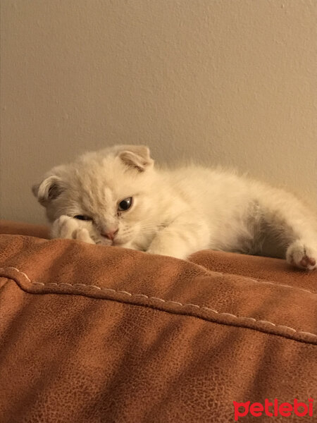 Scottish Fold, Kedi  Ponçik fotoğrafı