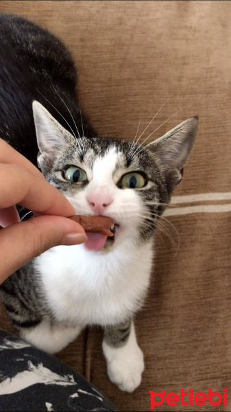 Tekir Kedi, Kedi  FİFİ fotoğrafı