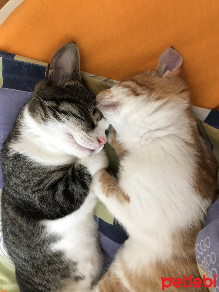 Tekir Kedi, Kedi  FİFİ fotoğrafı